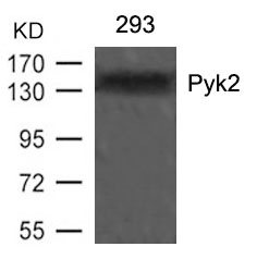 Polyclonal Antibody to Pyk2 (Ab-402)