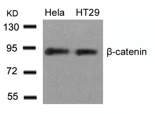 Polyclonal Antibody to beta-Catenin (Ab-33)