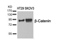 Polyclonal Antibody to beta-Catenin (Ab-37)