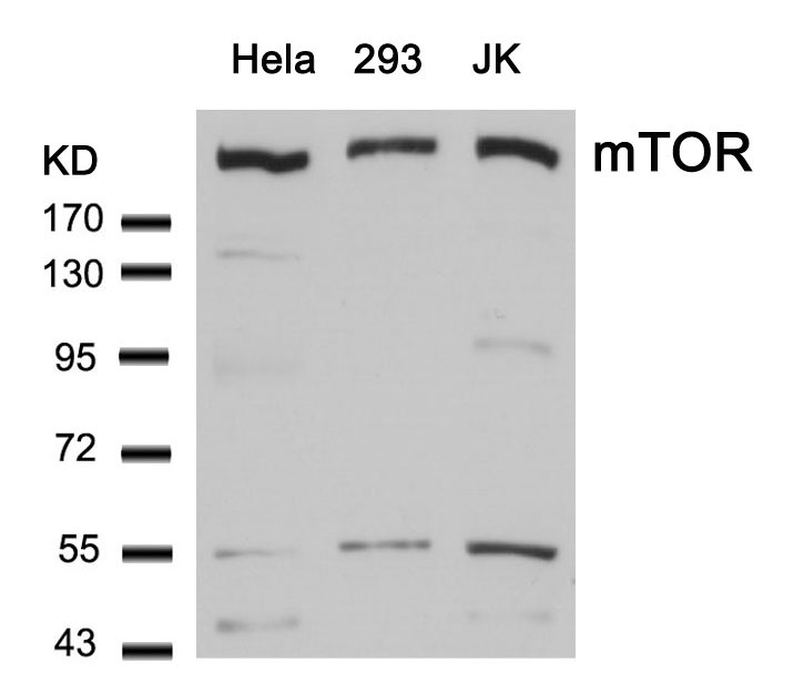 Polyclonal Antibody to mTOR (Ab-2448)