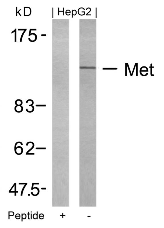 Polyclonal Antibody to Met (Ab-1234)