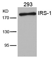 Polyclonal Antibody to IRS-1 (Ab-636)