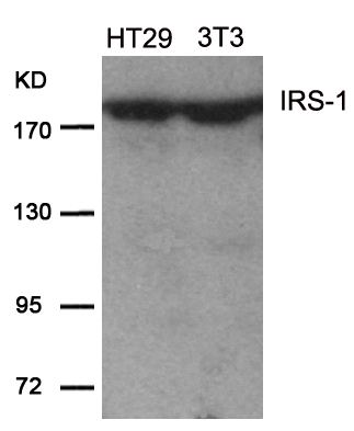 Polyclonal Antibody to IRS-1 (Ab-639)