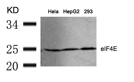 Polyclonal Antibody to eIF4E (Ab-209)