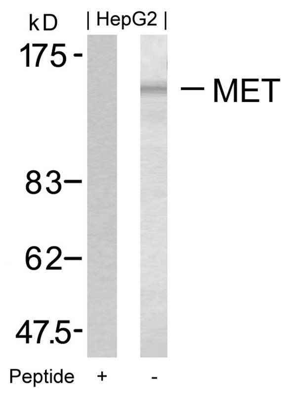 Polyclonal Antibody to Met (Ab-1349)