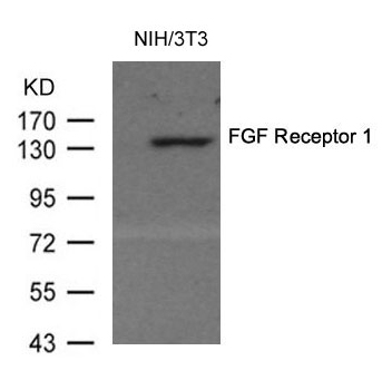 Polyclonal Antibody to FGF Receptor 1 (Ab-154)