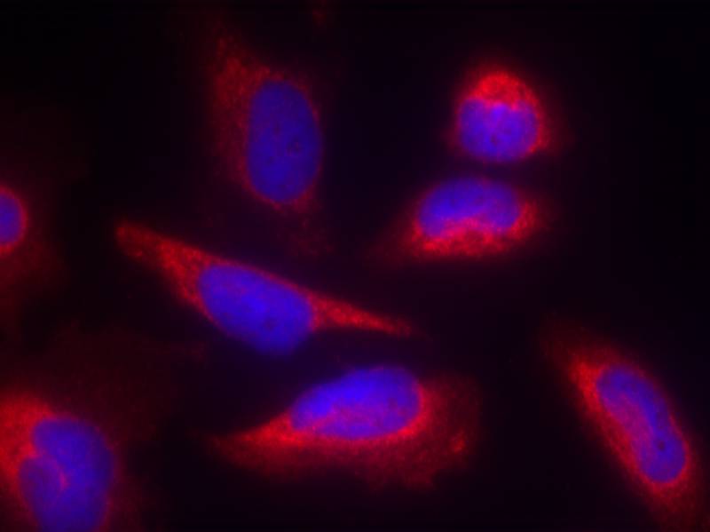 Polyclonal Antibody to eNOS (Ab-495)