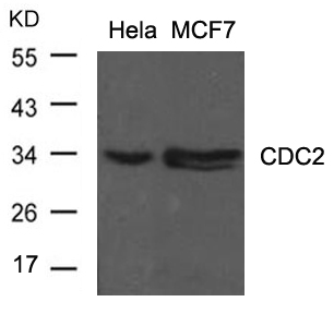 Polyclonal Antibody to CDC2 (Ab-15)