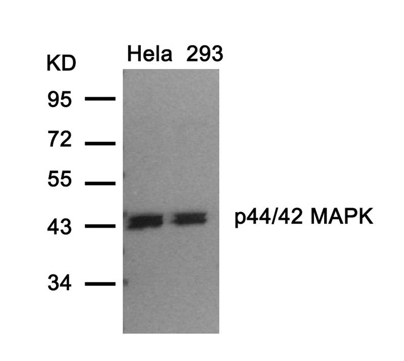 Polyclonal Antibody to p44/42 MAP Kinase (Ab-202)