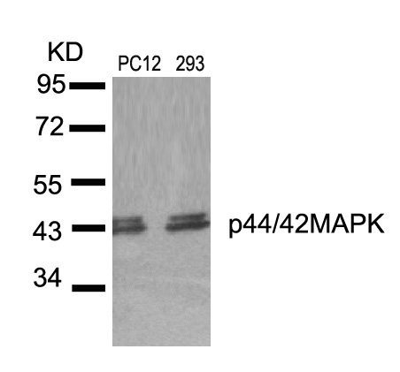 Polyclonal Antibody to p44/42 MAP Kinase (Ab-204)