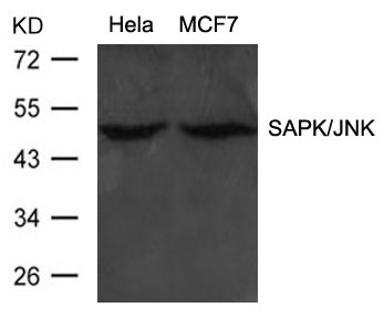 Polyclonal Antibody to SAPK/JNK (Ab-183)