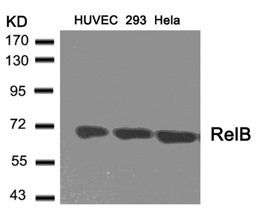 Polyclonal Antibody to RelB (Ab-573)