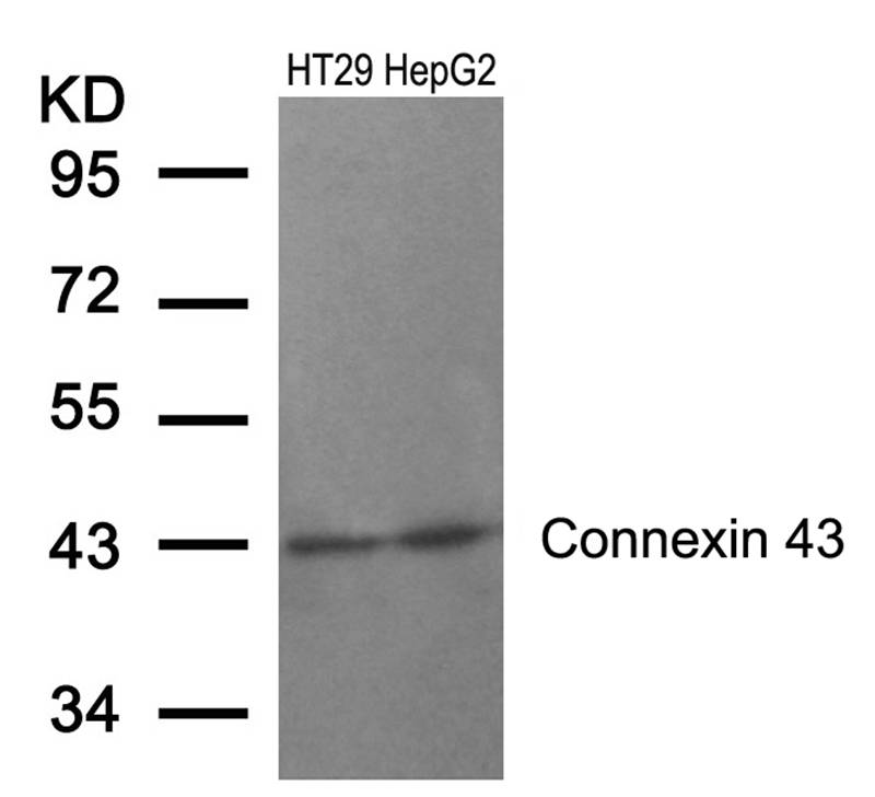 Polyclonal Antibody to Connexin 43 (Ab-367)