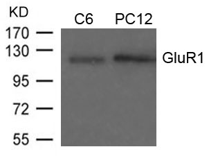 Polyclonal Antibody to GluR1 (Ab-849)