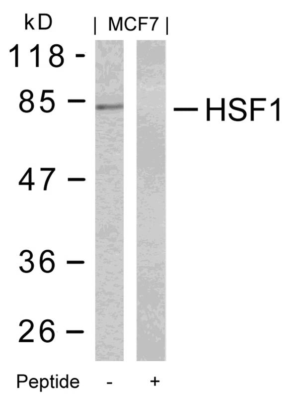 Polyclonal Antibody to HSF1 (Ab-303)