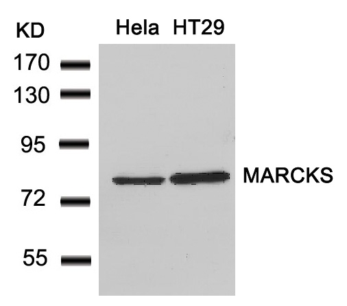 Polyclonal Antibody to MARCKS (Ab-162)