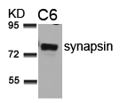 Polyclonal Antibody to synapsin (Ab-9)