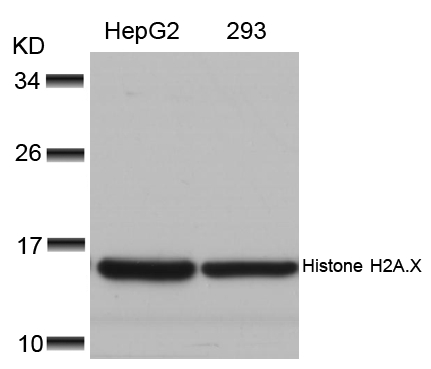 Polyclonal Antibody to Histone H2A.X (Ab-139)