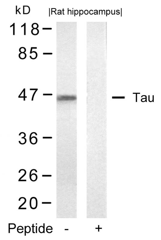 Polyclonal Antibody to Tau (Ab-422)