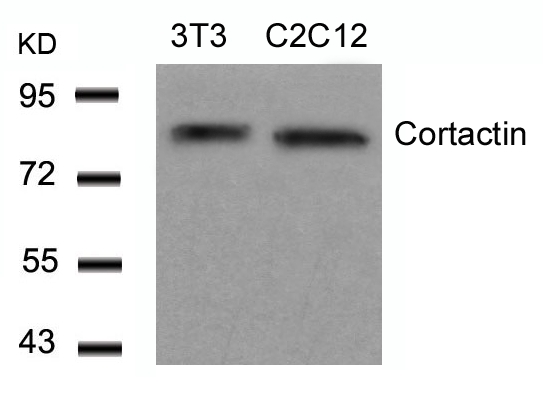 Polyclonal Antibody to Cortactin (Ab-466)