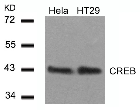 Polyclonal Antibody to CREB (Ab-129)