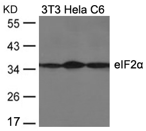 Polyclonal Antibody to eIF2 Alpha (Ab-51)