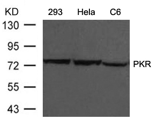 Polyclonal Antibody to PKR (Ab-446)