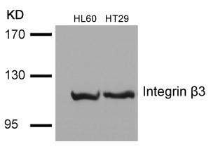 Polyclonal Antibody to Integrin beta3 (Ab-785)