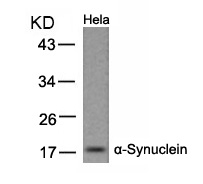 Polyclonal Antibody to  Alpha-Synuclein (Ab-133)