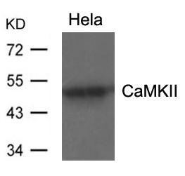 Polyclonal Antibody to CaMKII (Ab-286)