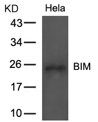 Polyclonal Antibody to BIM (Ab-69)