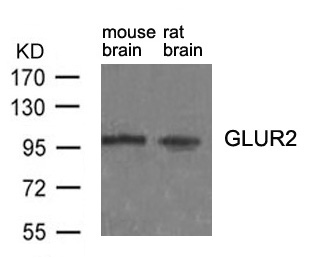 Polyclonal Antibody to GluR2 (Ab-880)