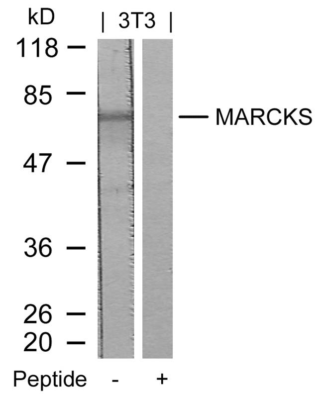 Polyclonal Antibody to MARCKS (Ab-158)