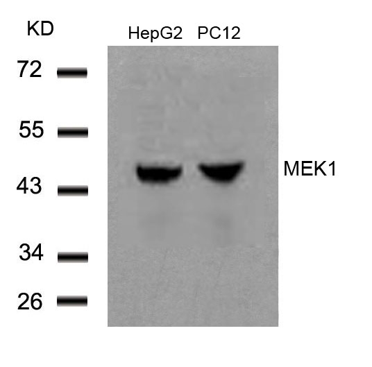 Polyclonal Antibody to MEK1 (Ab-291)