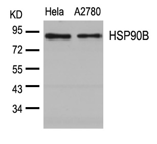 Polyclonal Antibody to HSP90B (Ab-254)