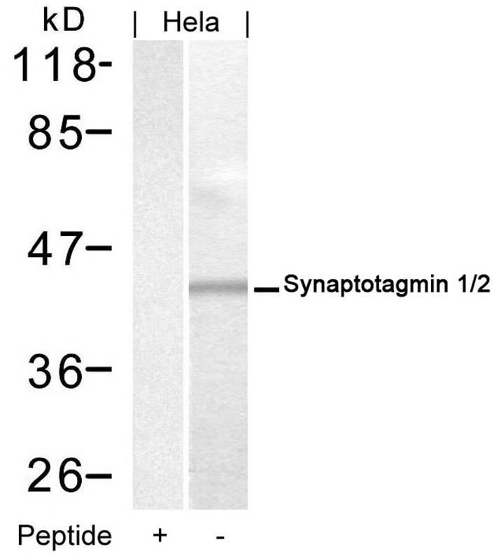 Polyclonal Antibody to Synaptotagmin 1/2 (Ab-202/199)