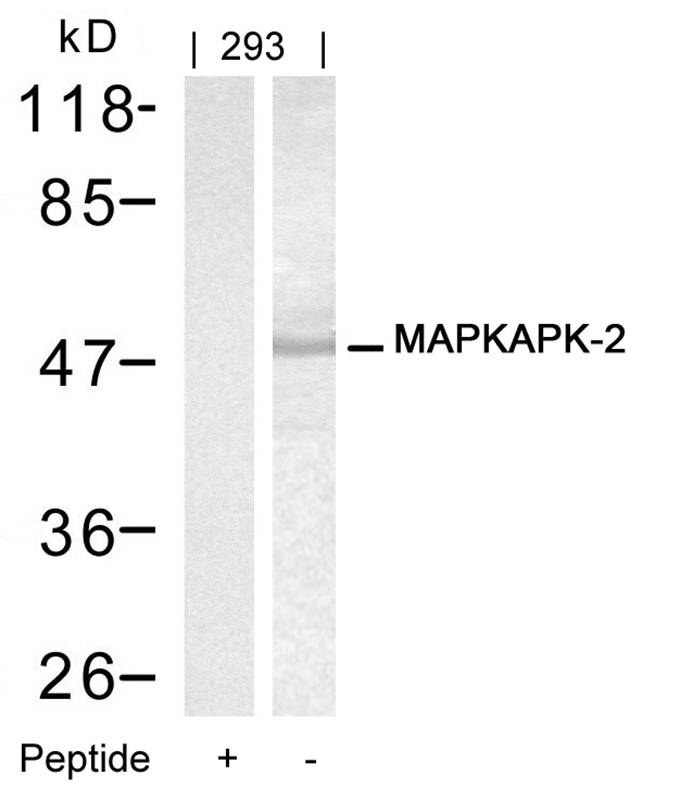 Polyclonal Antibody to MAPKAPK-2 (Ab-334)