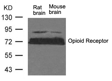 Polyclonal Antibody to Opioid Receptor (Ab-375)