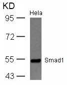 Polyclonal Antibody to Smad1 (Ab-465)