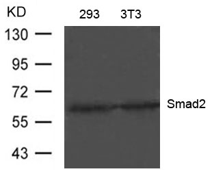 Polyclonal Antibody to Smad2 (Ab-220)