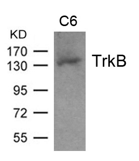 Polyclonal Antibody to TrkB (Ab-705)