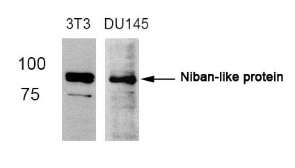 Polyclonal Antibody to Niban-like protein (Ab-712)