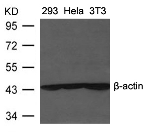 Polyclonal Antibody to beta-actin