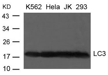 Polyclonal Antibody to LC3