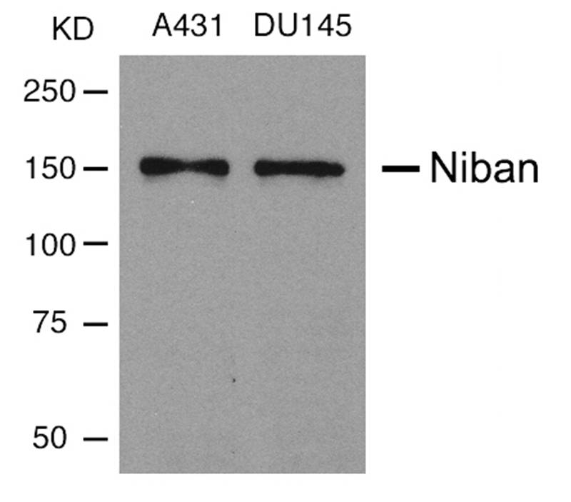 Polyclonal Antibody to Niban