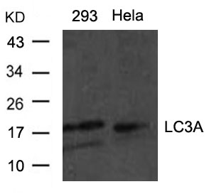 Polyclonal Antibody to LC3A