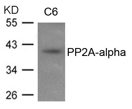 Polyclonal Antibody to PP2A-alpha