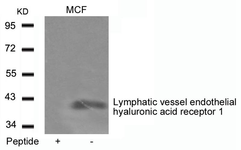 Polyclonal Antibody to Lymphatic vessel endothelial hyaluronic acid receptor 1