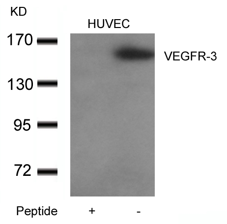 Polyclonal Antibody to VEGFR-3