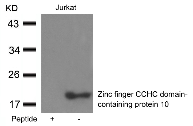 Polyclonal Antibody to Zinc finger CCHC domain-containing protein 10